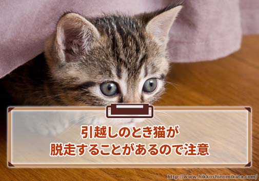 引越しのとき猫が脱走することがあるので注意